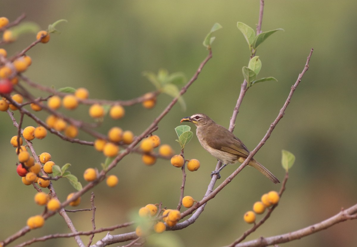 White-browed Bulbul - ML574694671