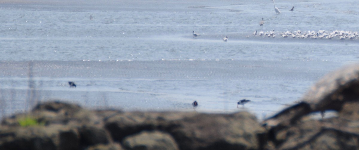 Eurasian Oystercatcher - Alison Hixon