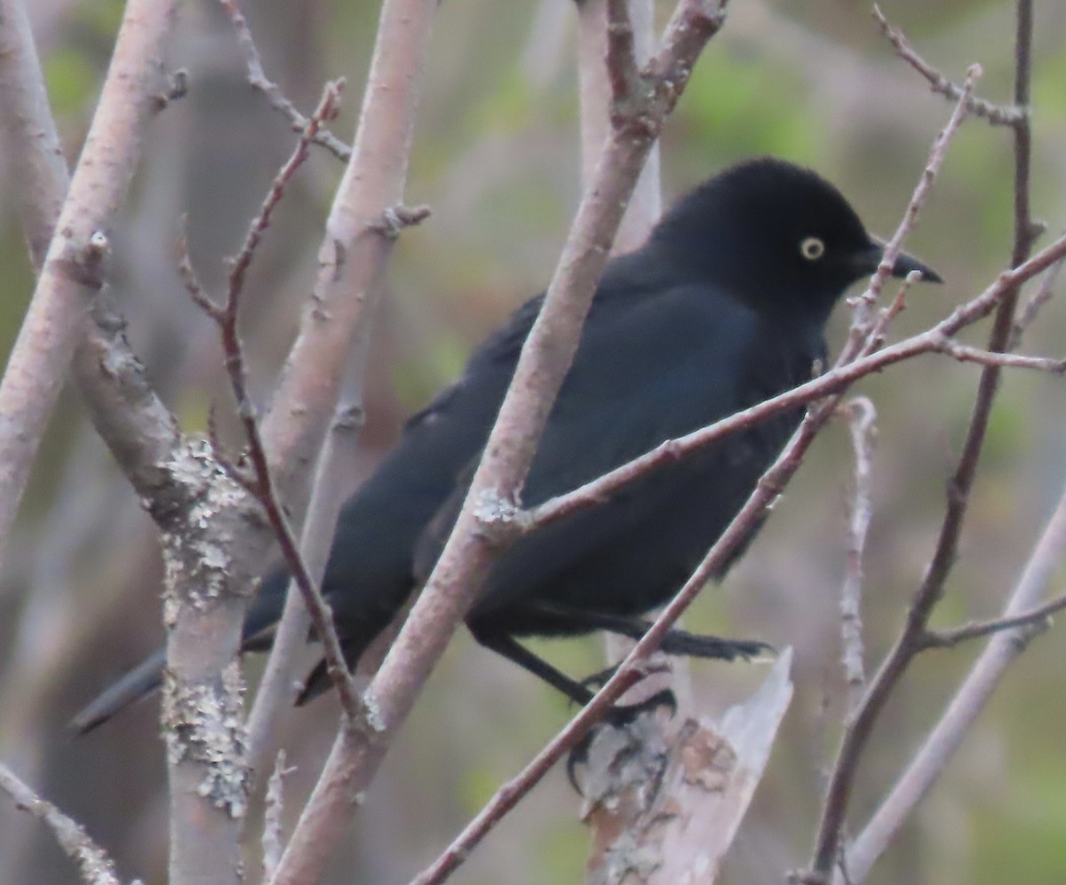 Rusty Blackbird - ML574695361