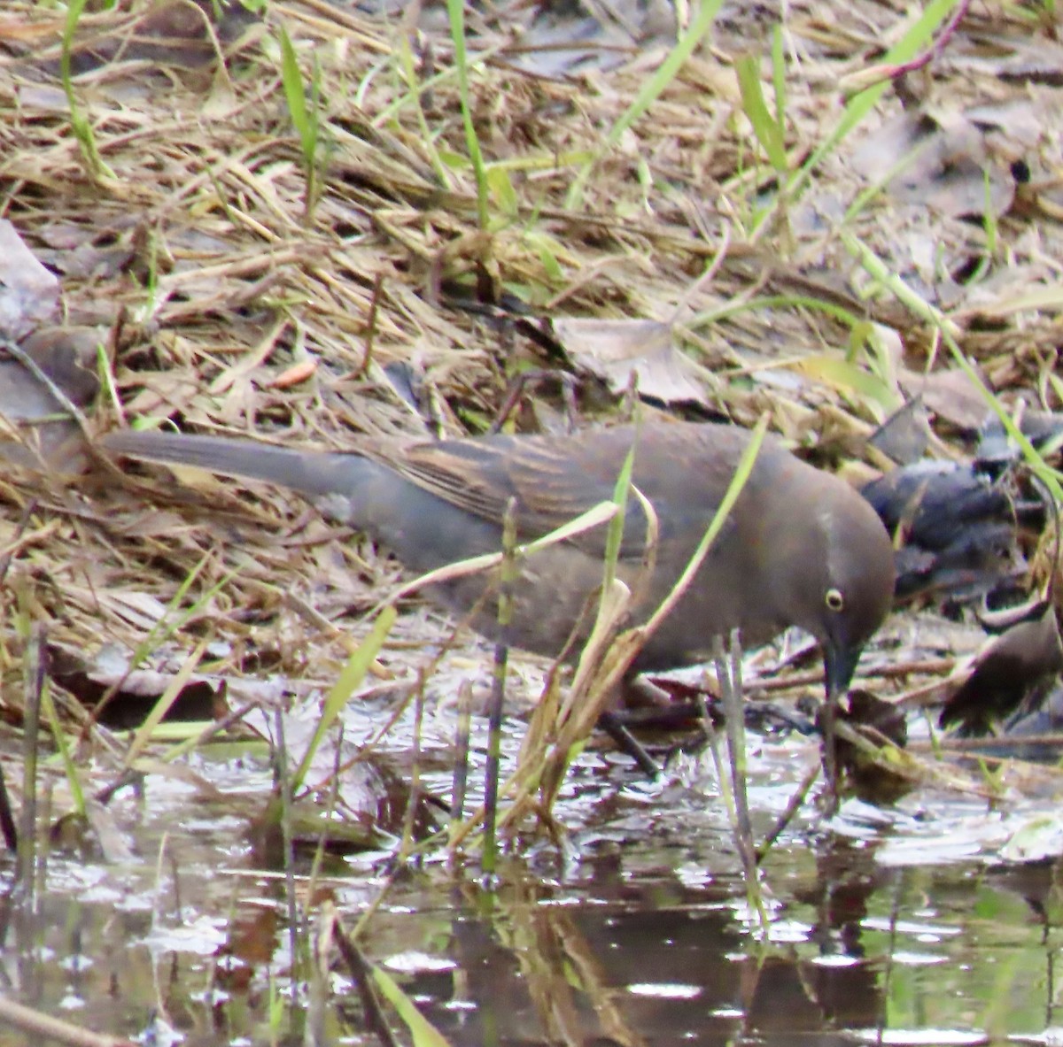 Rusty Blackbird - Charlotte (Charlie) Sartor