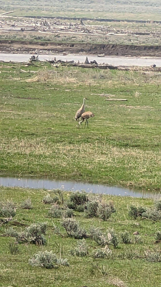 Sandhill Crane - Gabriele Walser