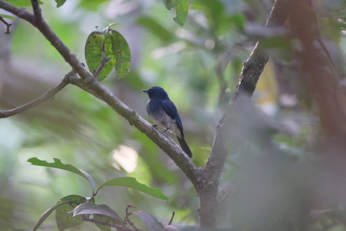 White-bellied Blue Flycatcher - ML574695581