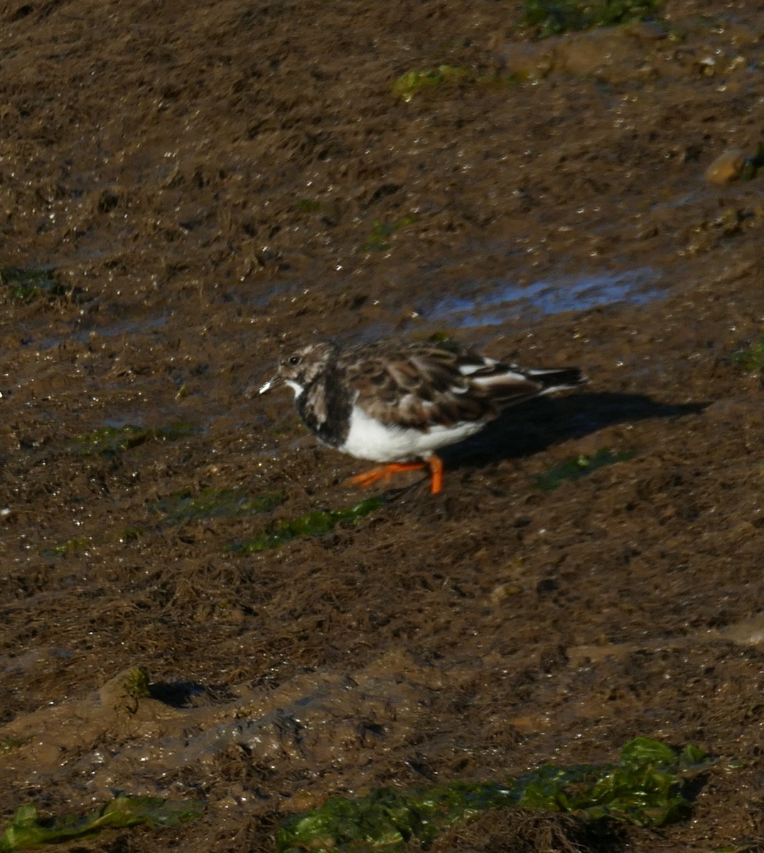 Ruddy Turnstone - ML574697091