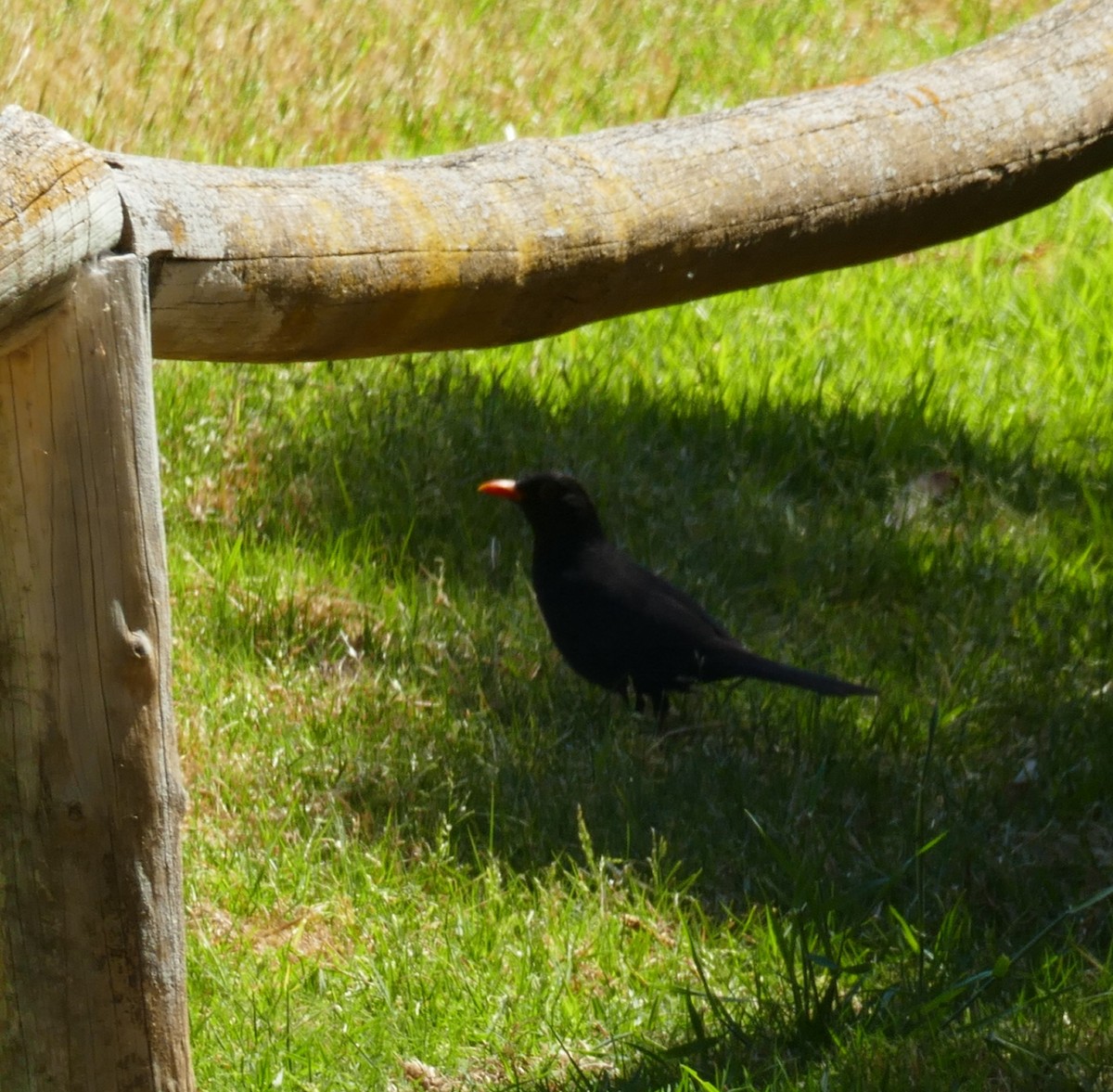 Eurasian Blackbird - ML574697691