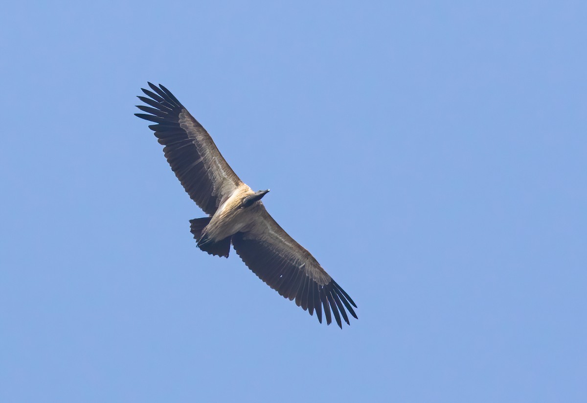 Slender-billed Vulture - Sathyan Meppayur