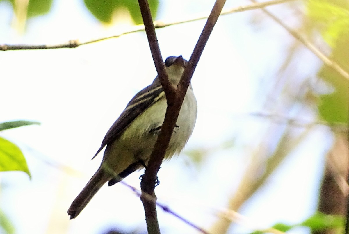 Acadian Flycatcher - ML57470101