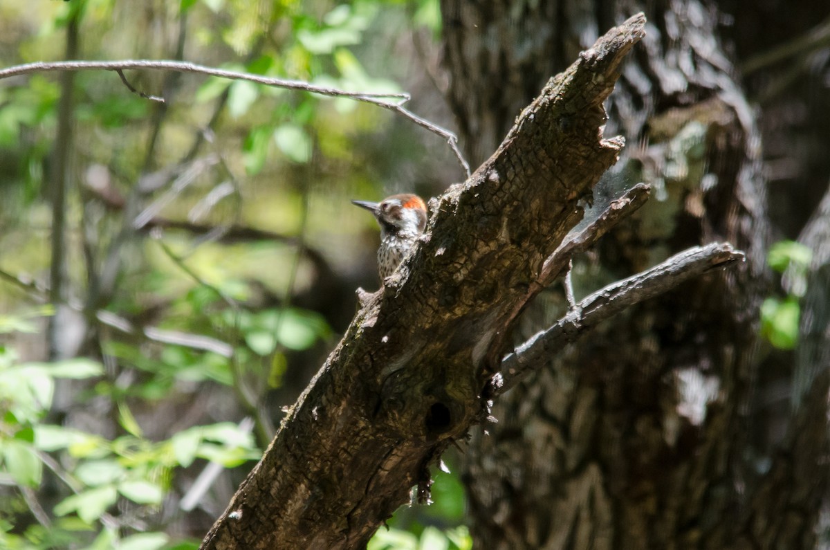 Arizona Woodpecker - ML574701241
