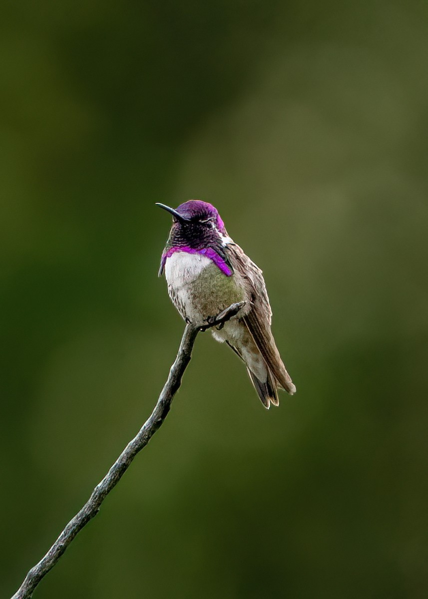 Costa's Hummingbird - ML574701441