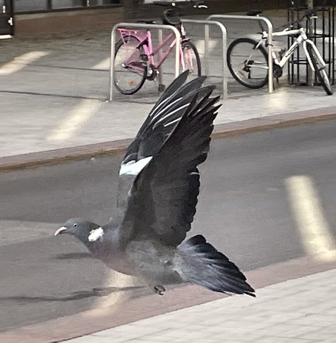 Common Wood-Pigeon - ML574701751