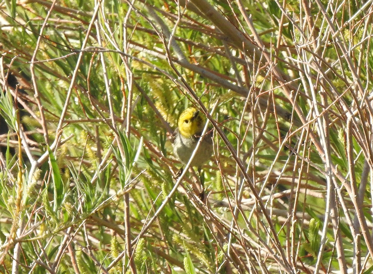 Hermit Warbler - Keith Condon