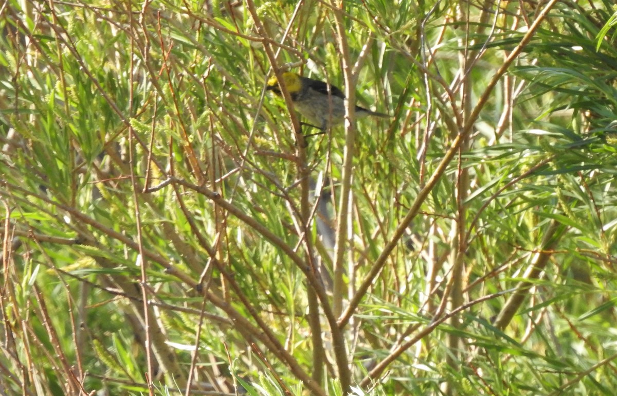 Hermit Warbler - Keith Condon