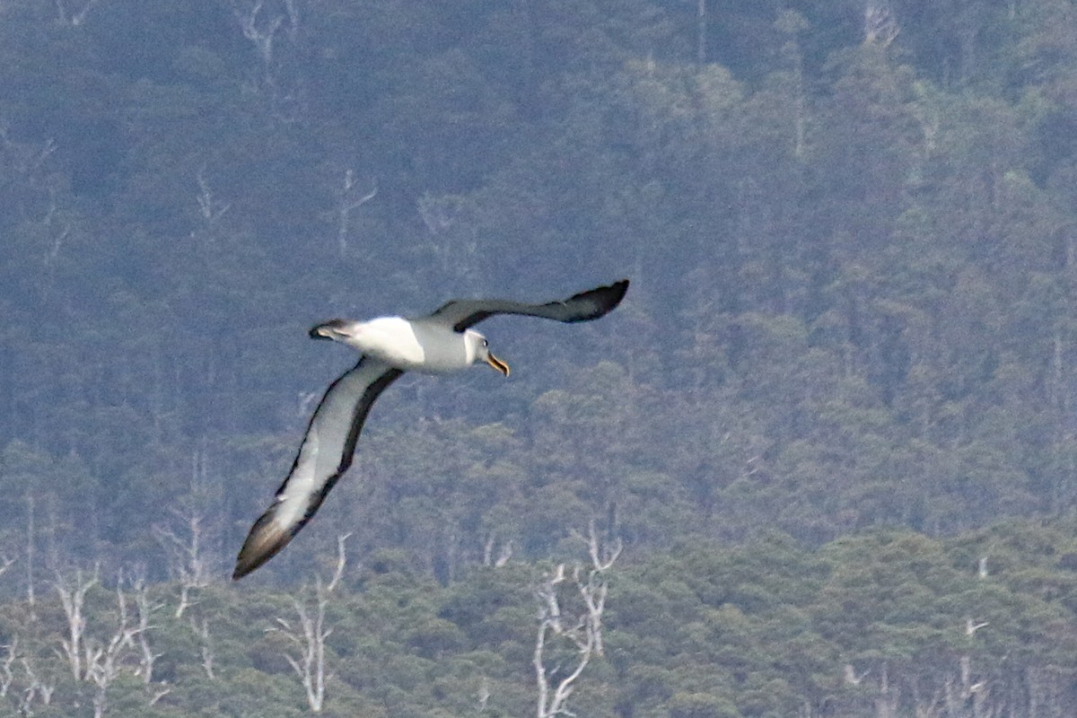 Buller's Albatross - ML574703791