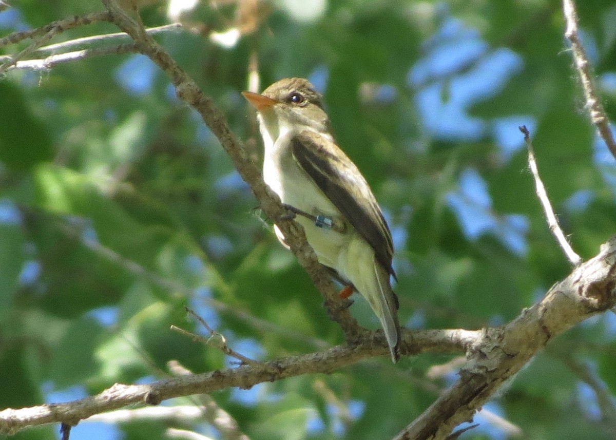 Willow Flycatcher - ML57470381