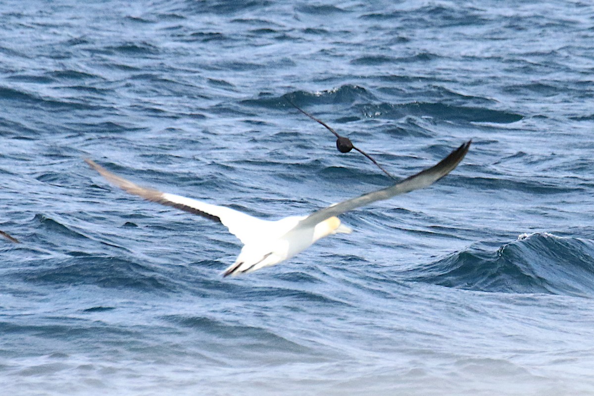 Australasian Gannet - ML574703811