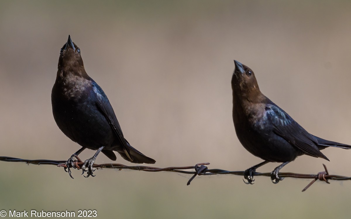 Brown-headed Cowbird - Mark Rubensohn