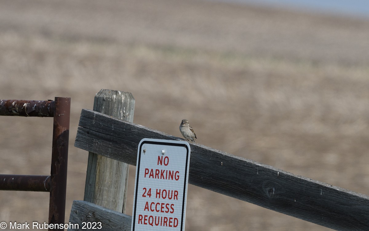 Moineau domestique - ML574704191