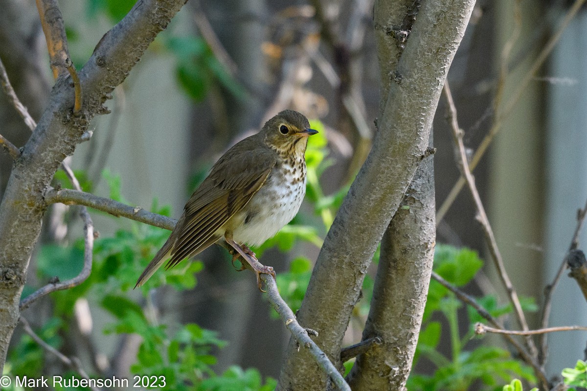 Swainson's Thrush - Mark Rubensohn