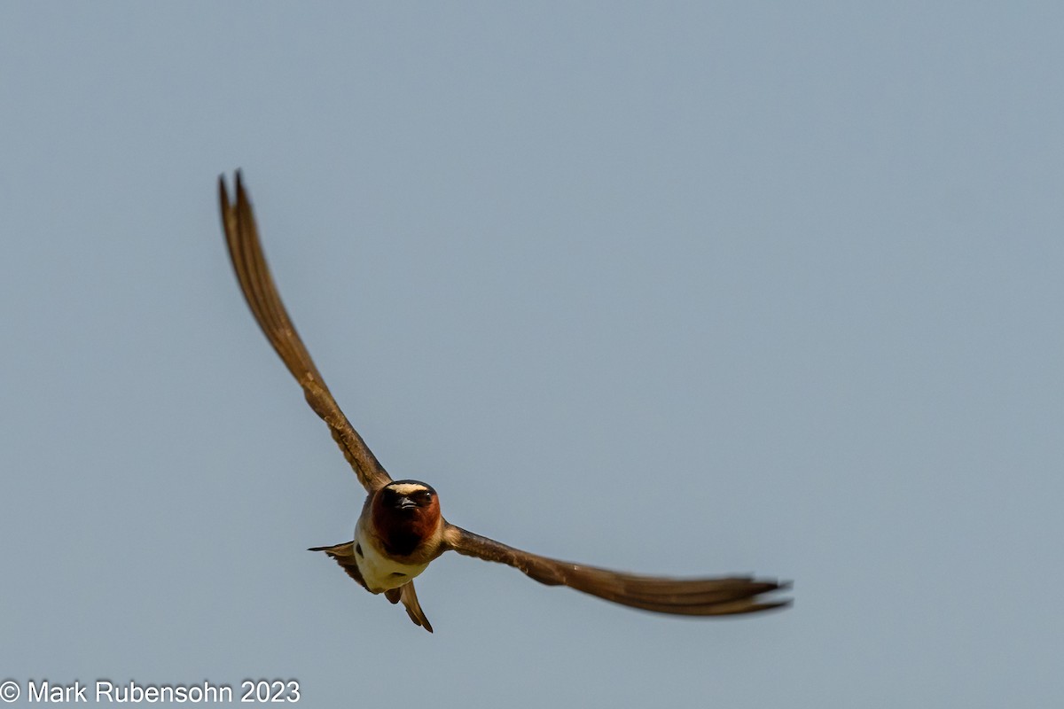 Cliff Swallow - ML574704291