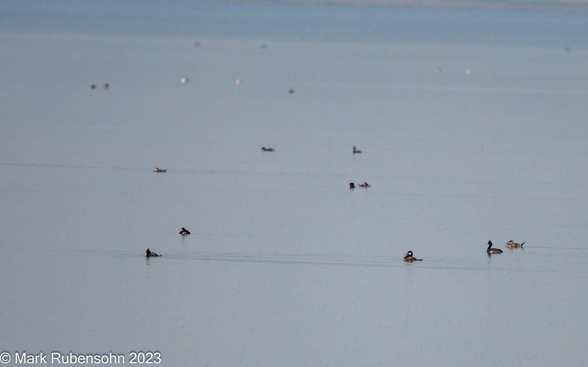 Ruddy Duck - ML574704621