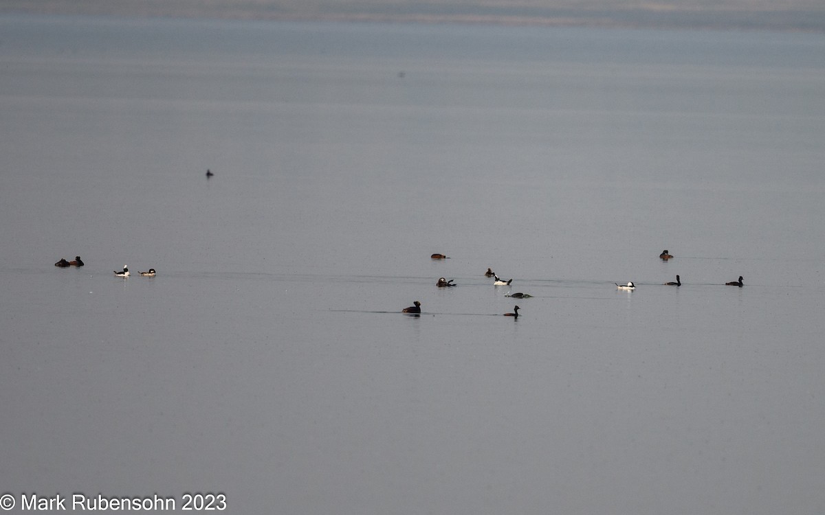 Bufflehead - ML574704641