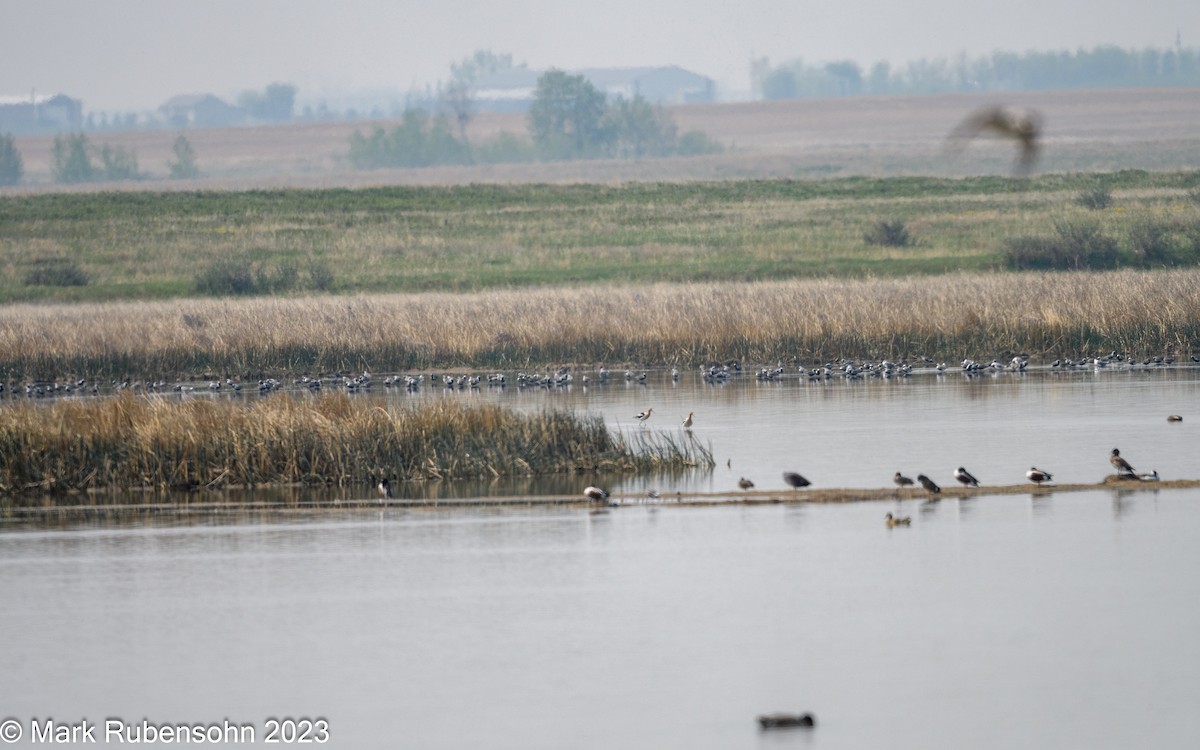 Black-bellied Plover - ML574704711