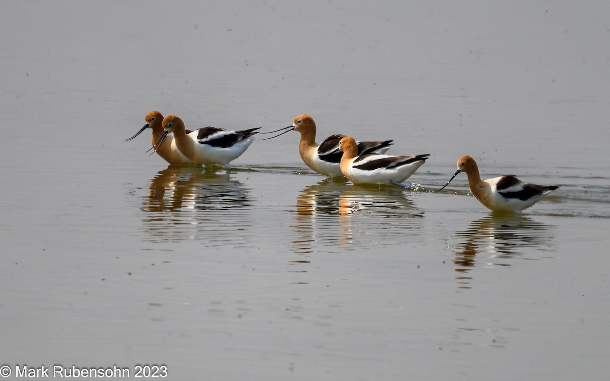 Avoceta Americana - ML574704731