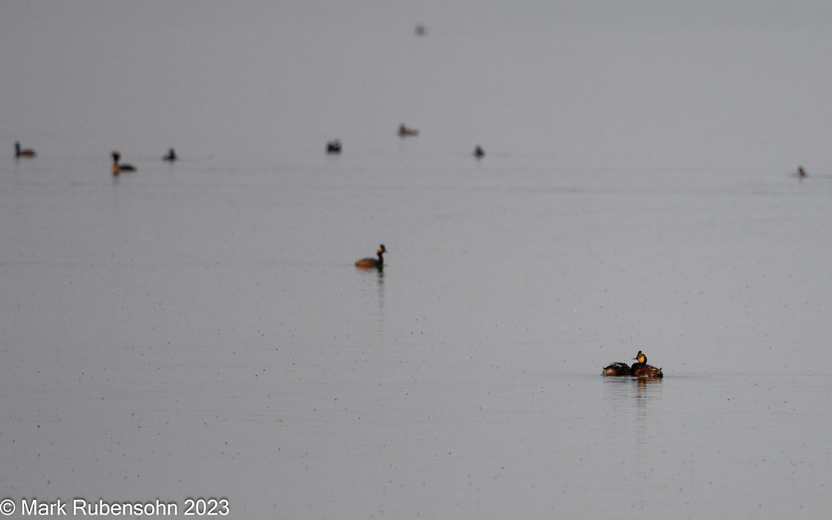 Eared Grebe - ML574704751