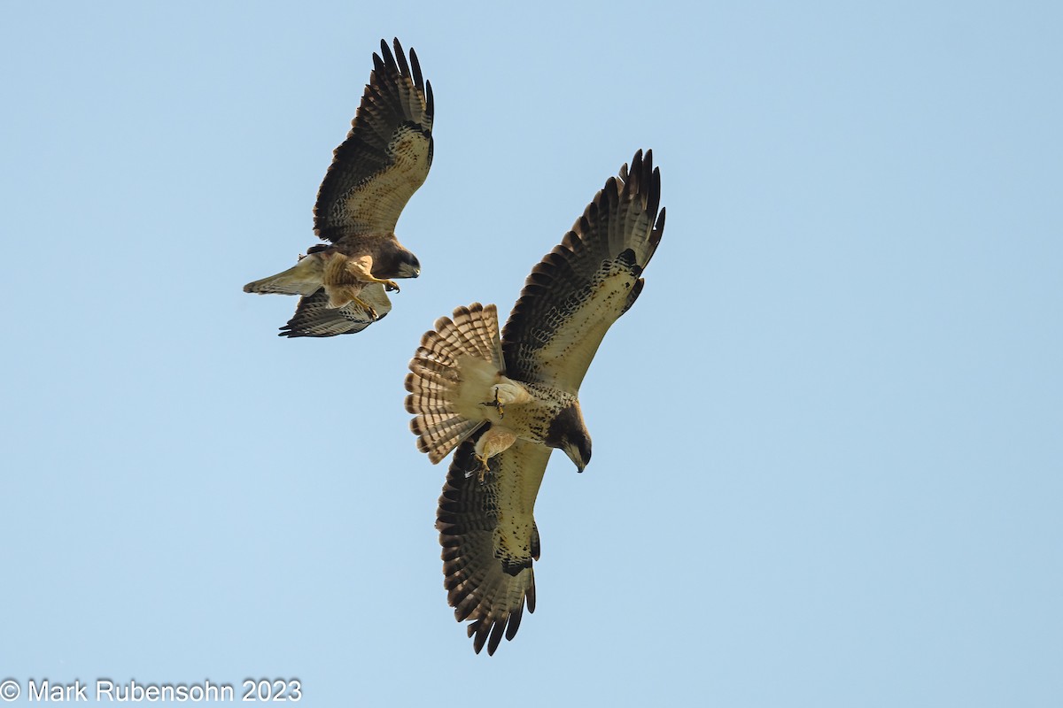 Swainson's Hawk - ML574704791