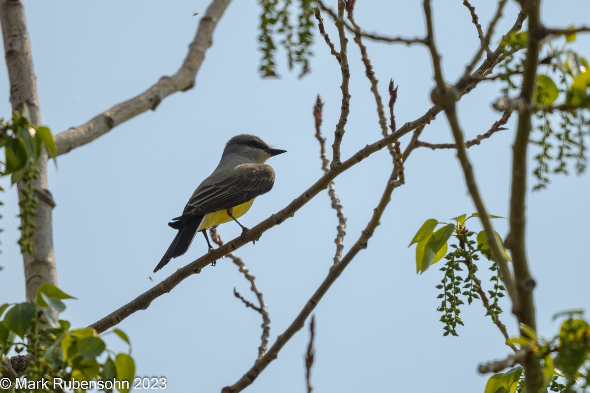 Western Kingbird - ML574704831