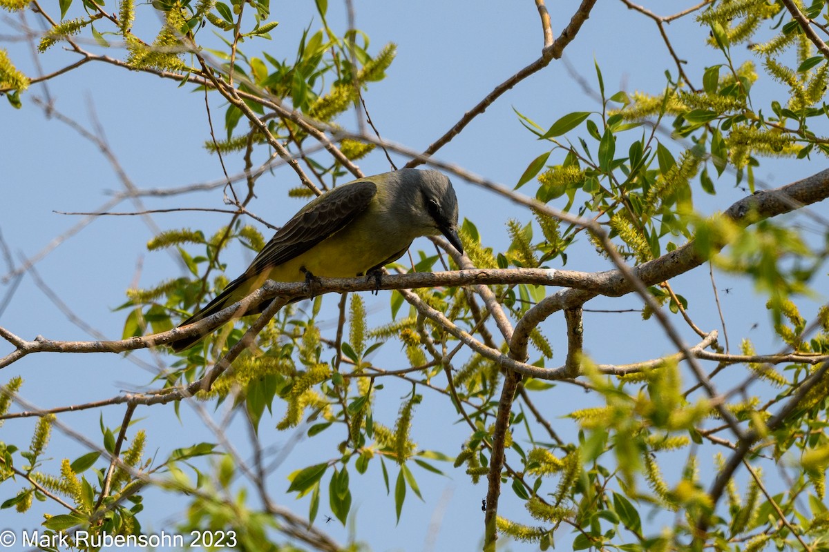 Western Kingbird - ML574704851