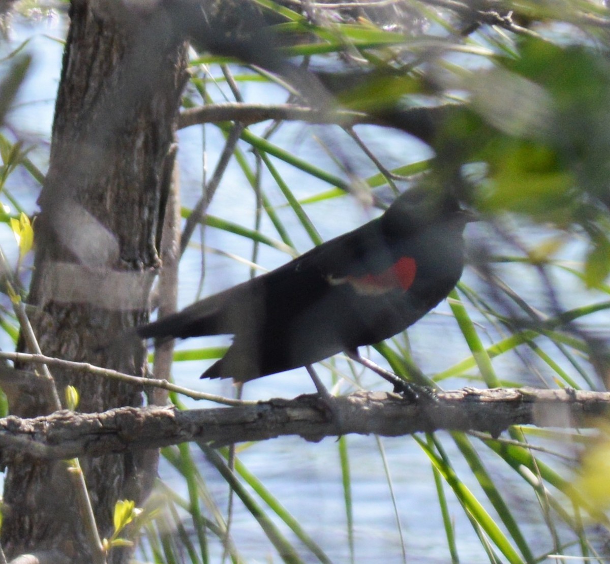 Red-winged Blackbird - Liz Almlie