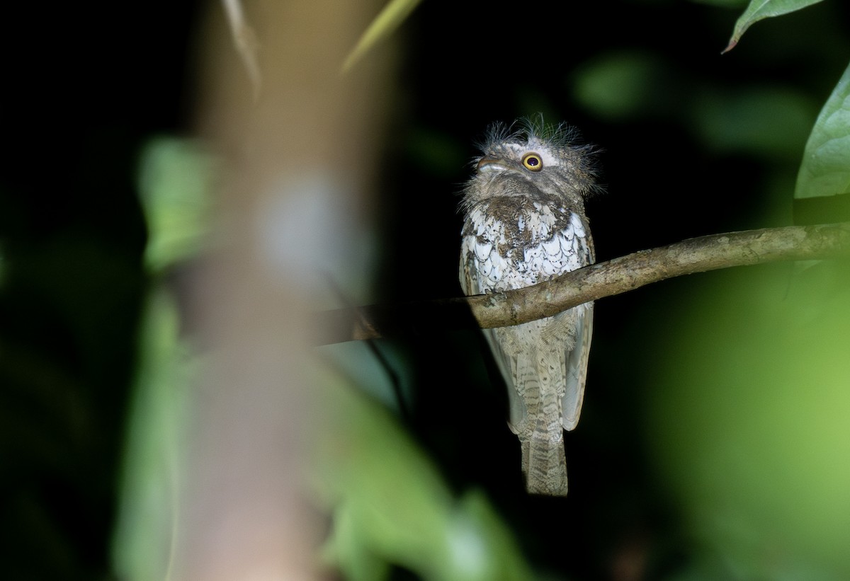 Palawan Frogmouth - ML574705291