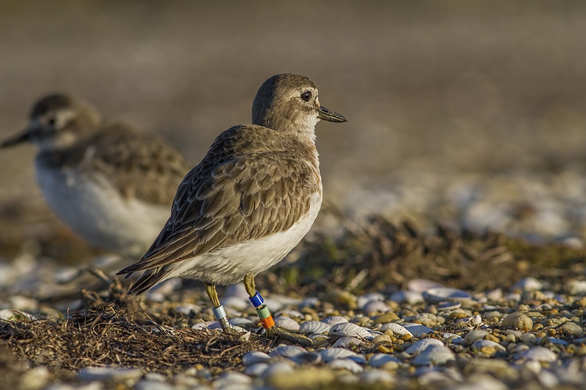 Red-breasted Dotterel (Southern) - Glenda Rees