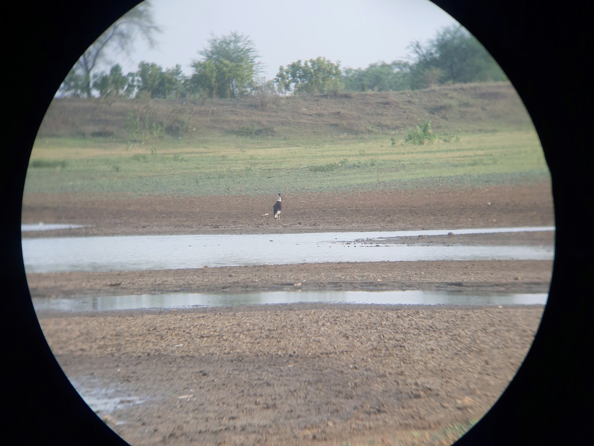 Asian Woolly-necked Stork - ML574706381