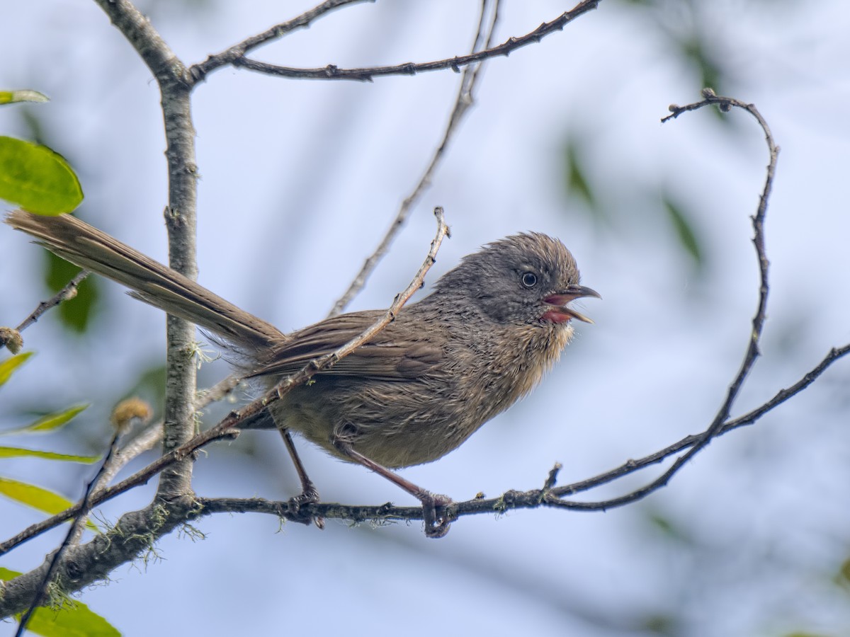 Wrentit - ML574708561