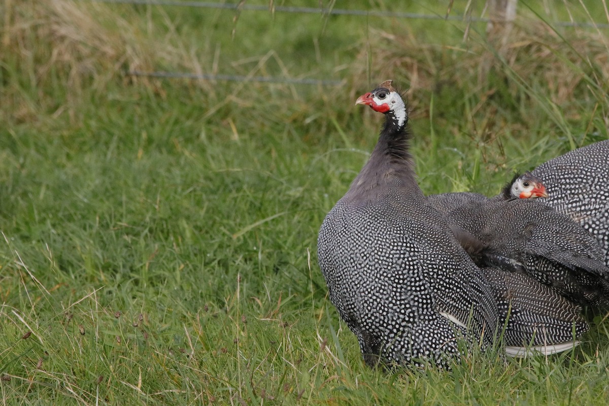 Helmeted Guineafowl - ML574708641