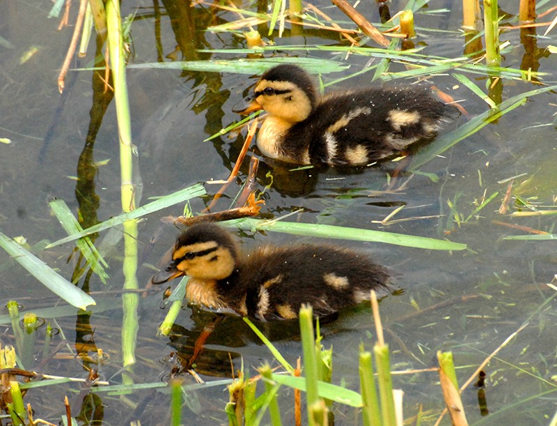 Mallard (Domestic type) - ML574710781