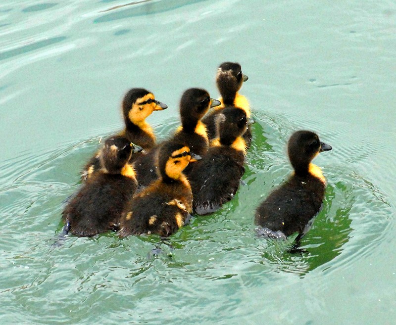 Mallard (Domestic type) - Group account  for eBirding in Serbia