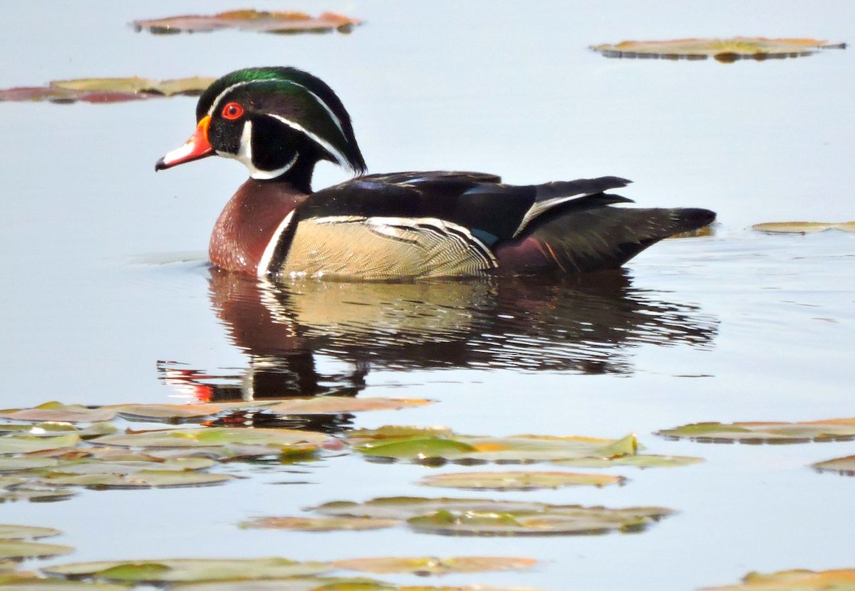 Wood Duck - ML574711671