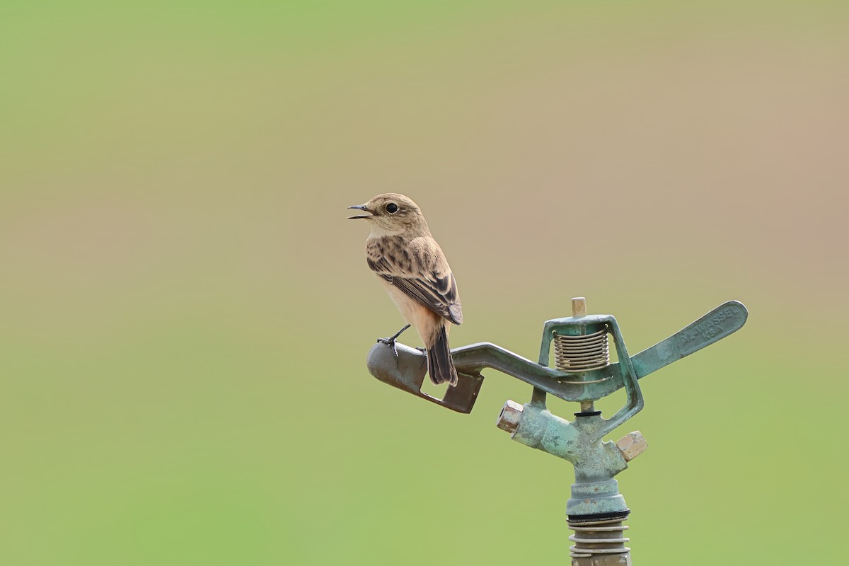 Siberian Stonechat - ML574712971