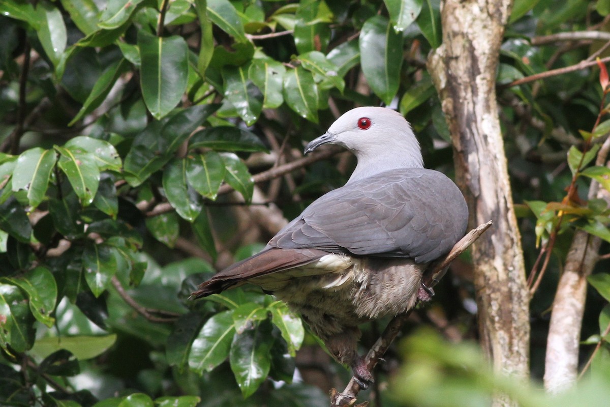 Peale's Imperial-Pigeon - ML57471401