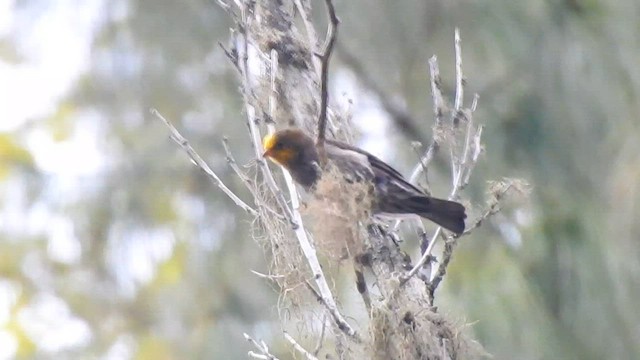 Yellow-rumped Honeyguide - ML574714021