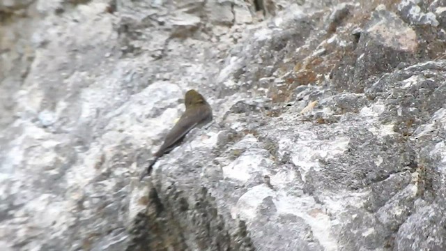 Yellow-rumped Honeyguide - ML574714031