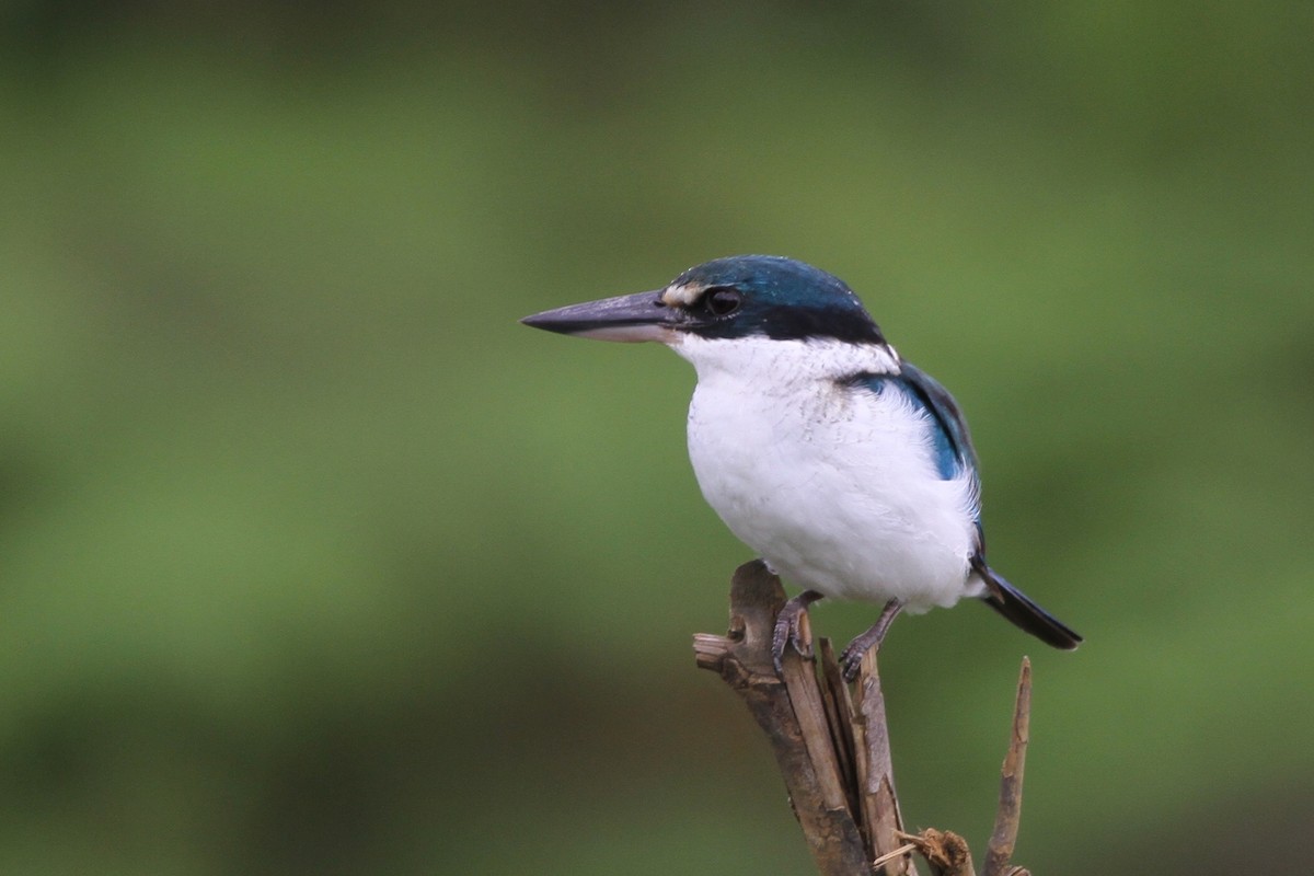 Pacific Kingfisher - Chris Wiley