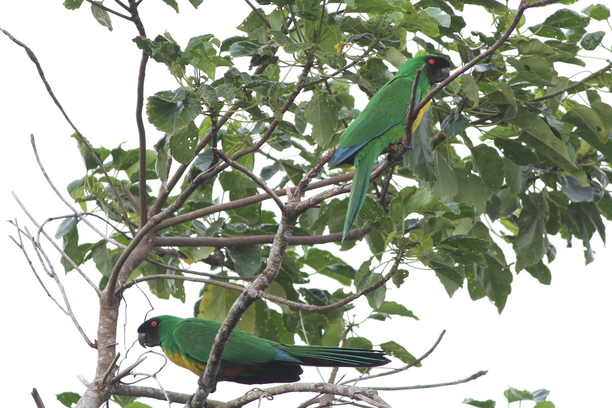 Masked Shining-Parrot - Chris Wiley