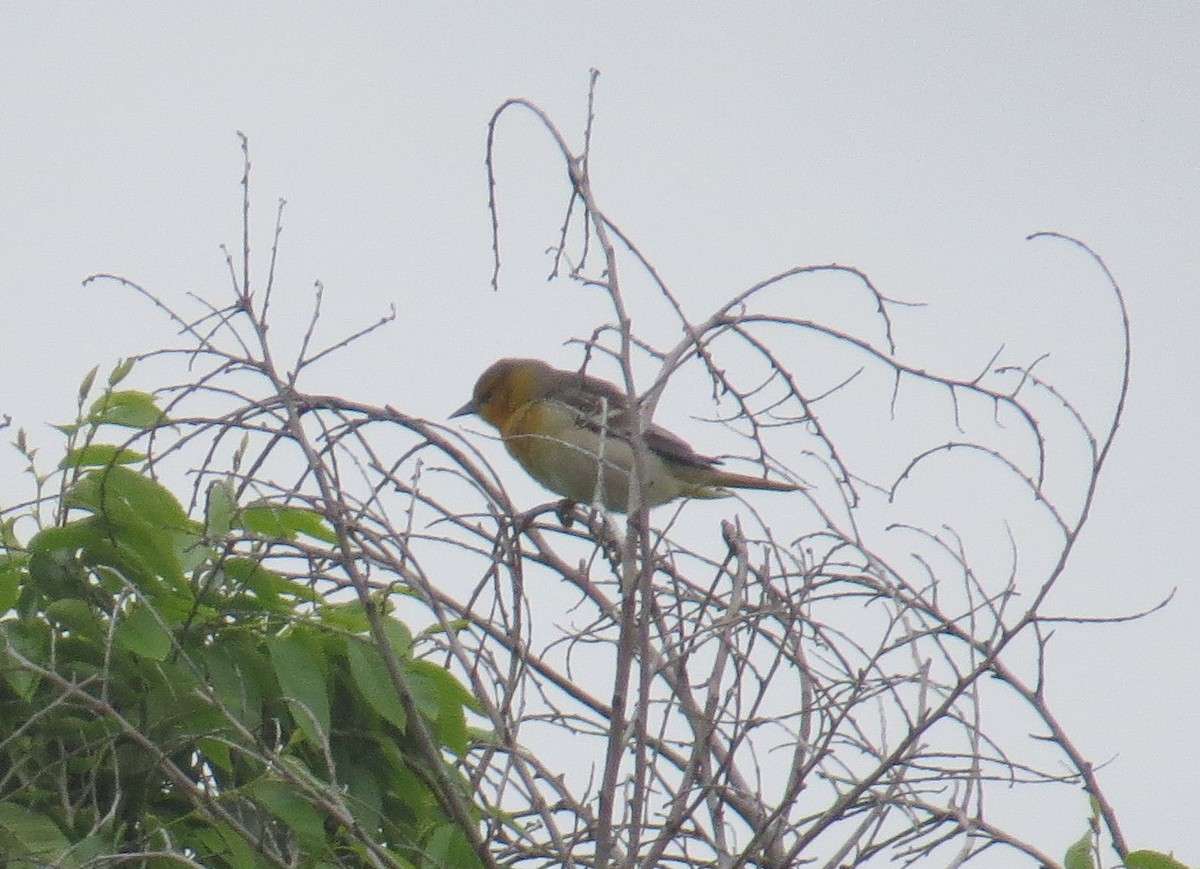 Bullock's Oriole - ML574716031