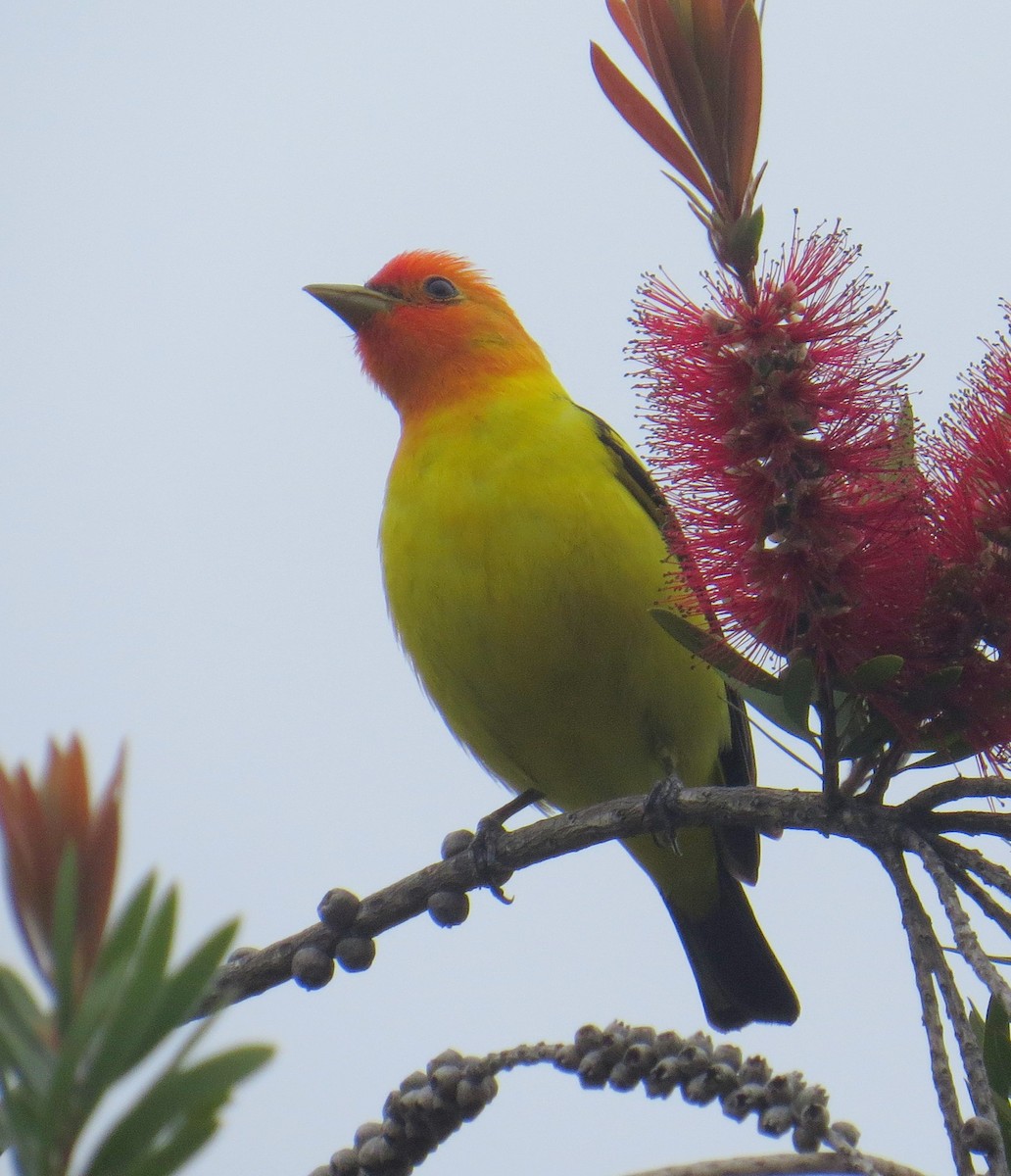 Piranga à tête rouge - ML574716051