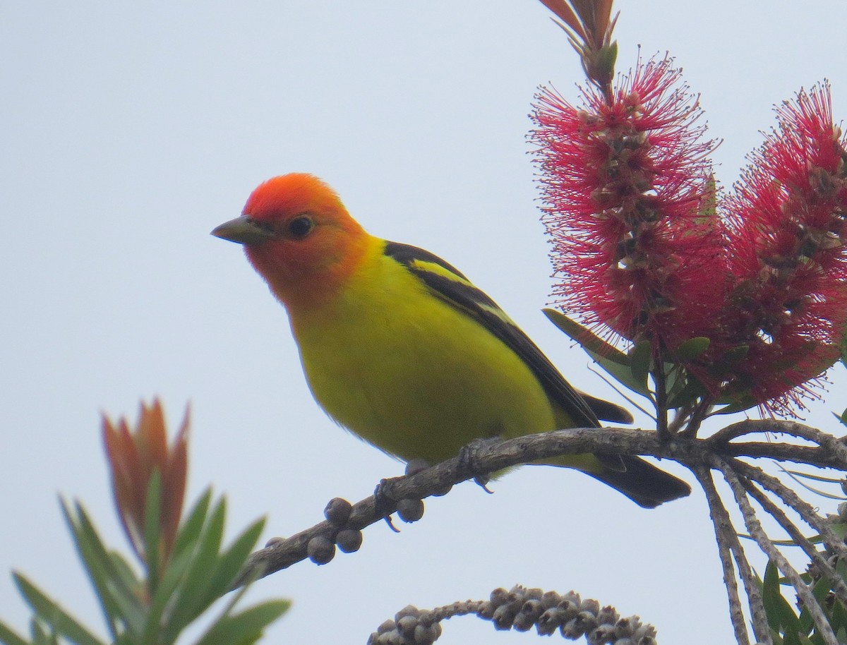 Piranga à tête rouge - ML574716061