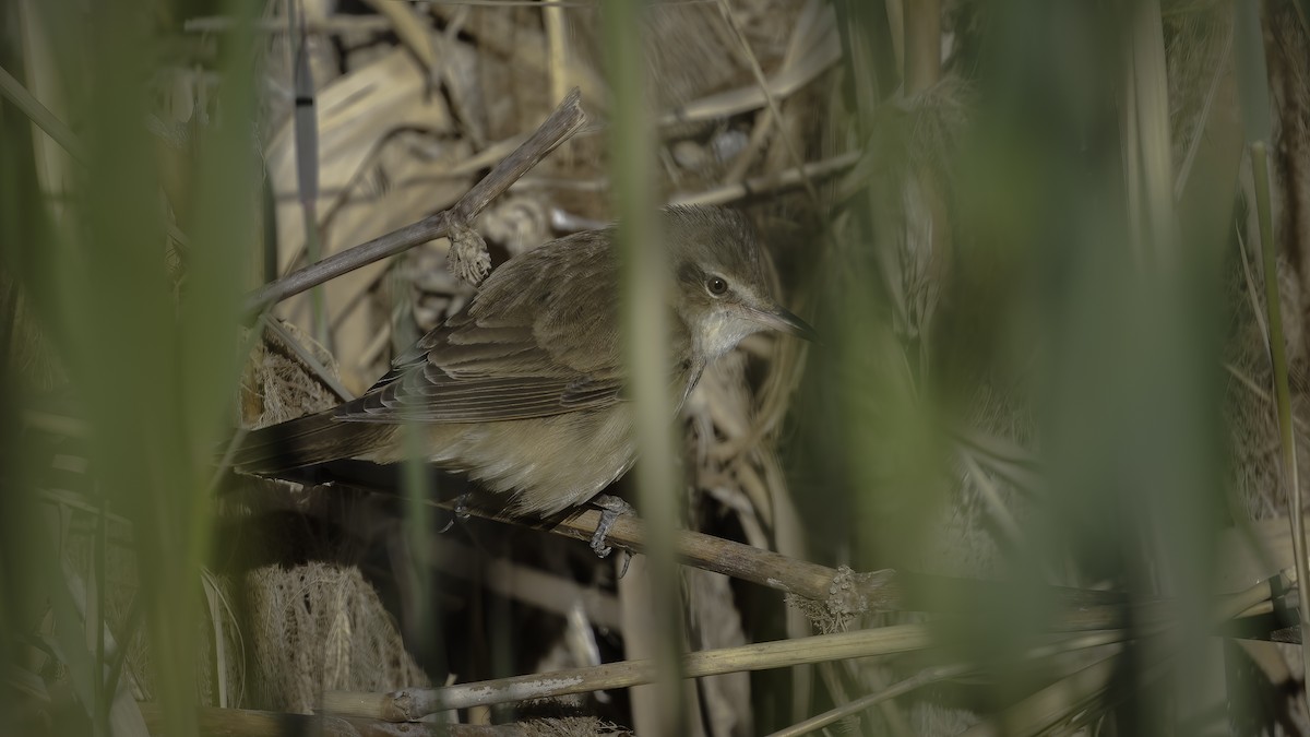 Great Reed Warbler - ML574716761