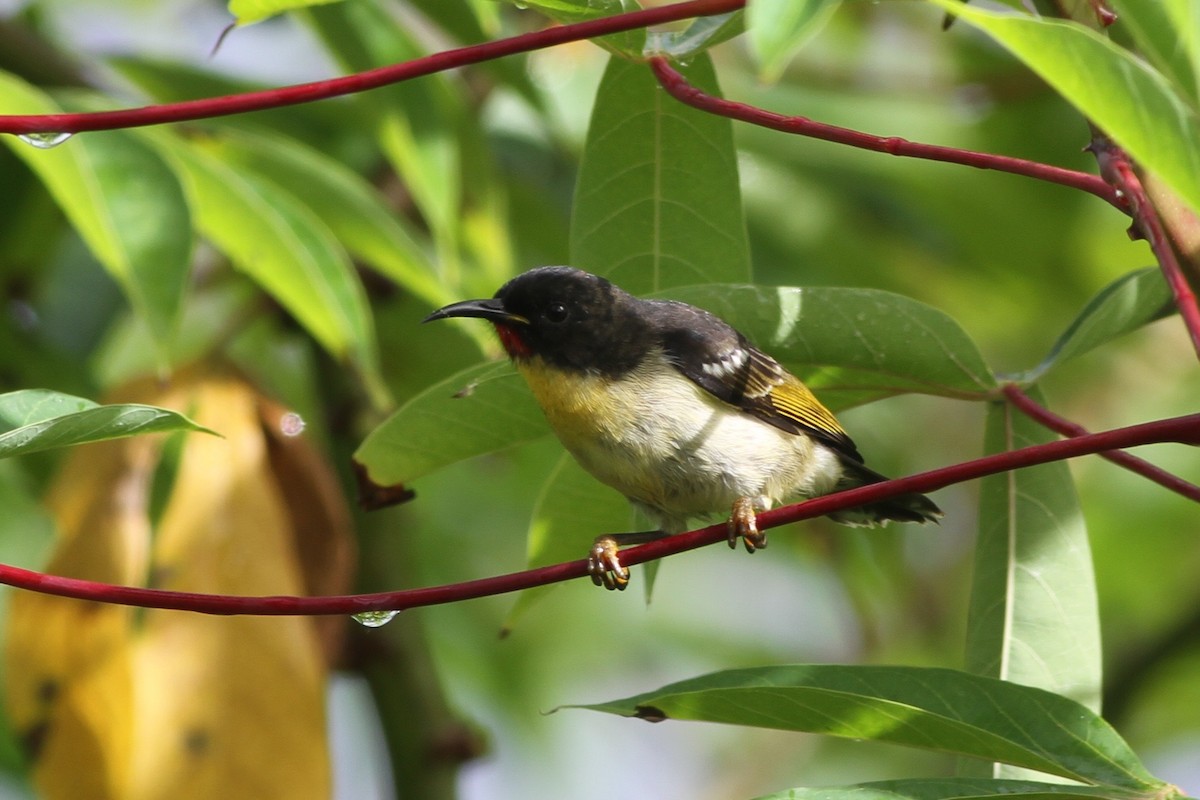 Sulphur-breasted Myzomela - ML57471681